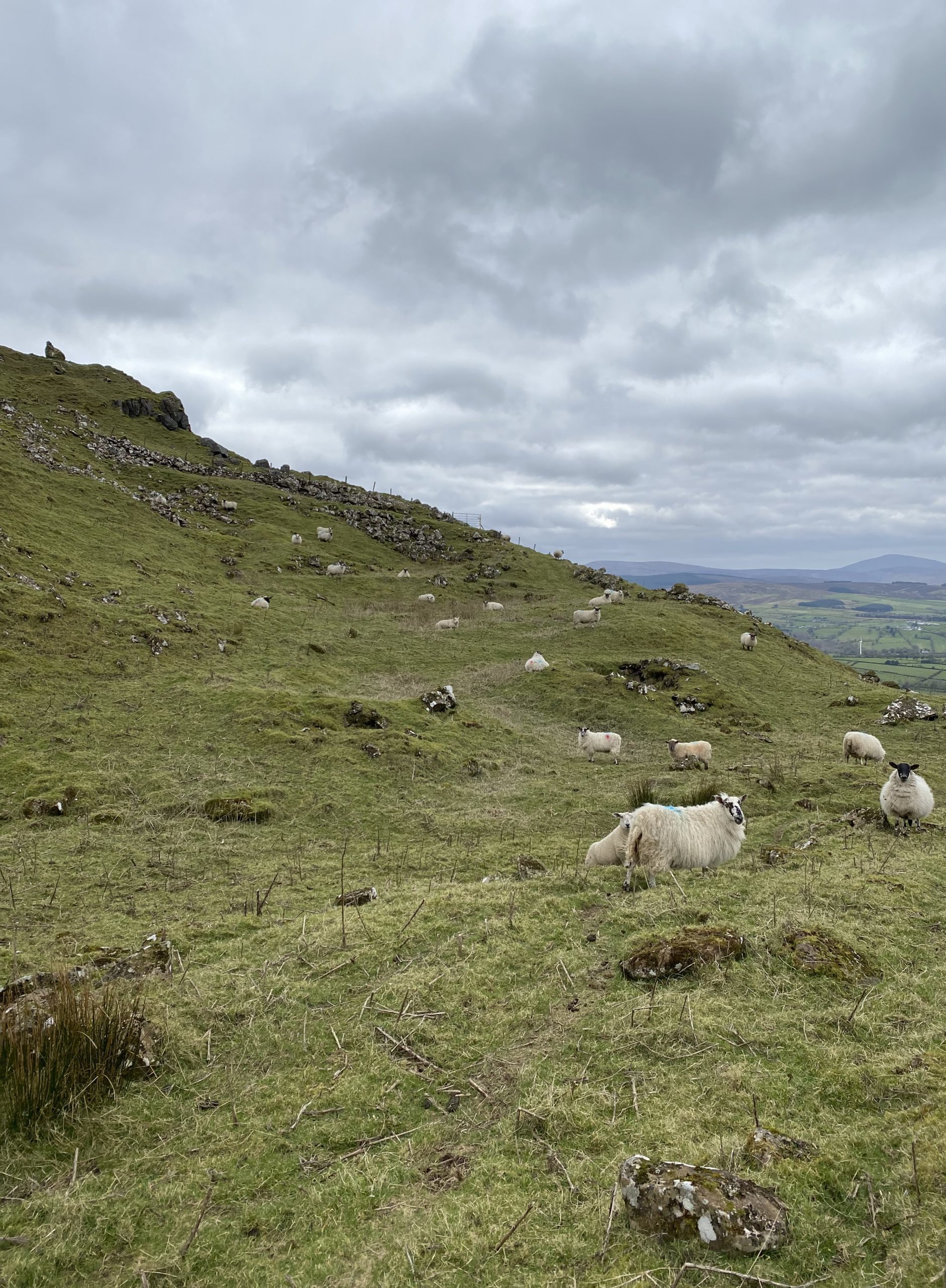 Sheep grazing in the Glenshane Pass