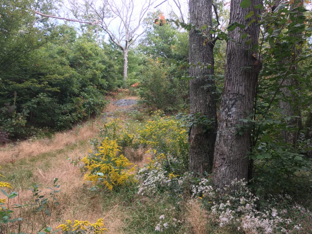 Landscape photo of Cookson Field