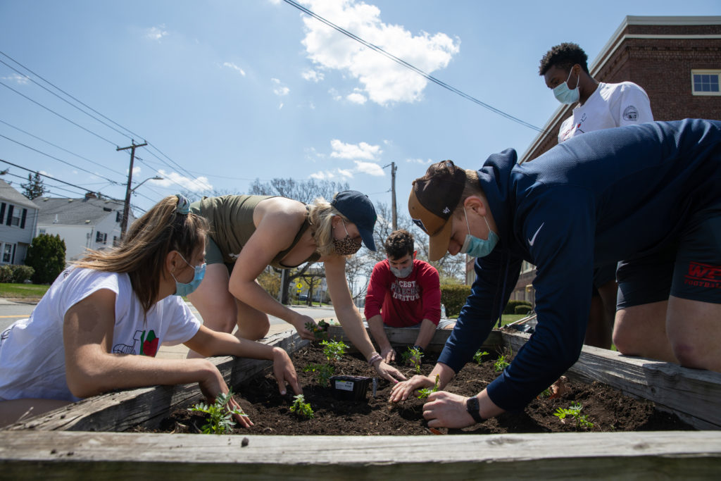 A few Holy Cross students planting seedlings in a garden bed